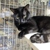 あまあま黒猫しー君にずっとのおうちを！ サムネイル2