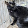 あまあま黒猫しー君にずっとのおうちを！ サムネイル4