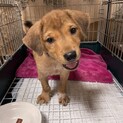 【急募】野犬の男の子‼️ずっとのお家