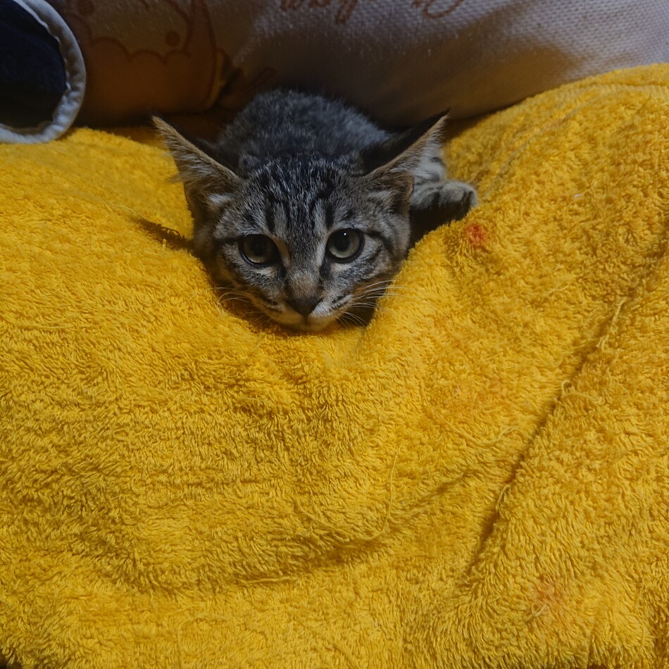 マロンのカバー写真