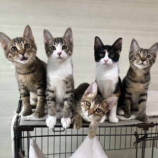 【9/30芝浦】超スリゴロ美猫丸顔兄妹たち