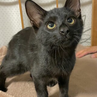 抱っこするとゴロゴロ♡4ヶ月のゆきお♡