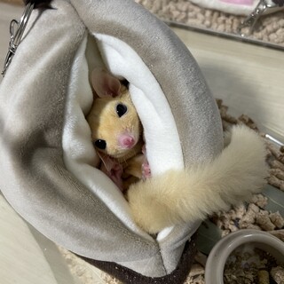 フクロモモンガ雄