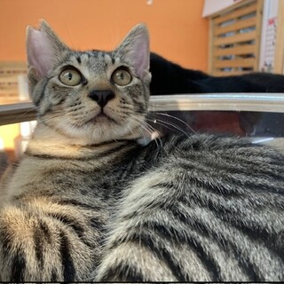 ミルクから育てましたサスケくん♂