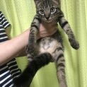 子猫の里親募集