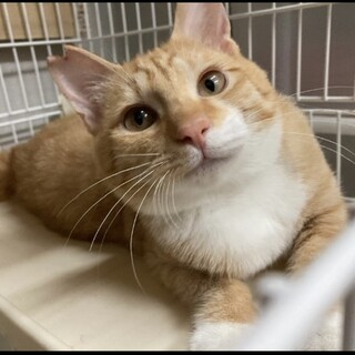 おっとり男子の福助くん※エイズキャリアです。