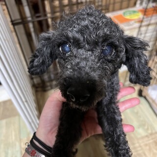 賑やかトイプードルちゃん