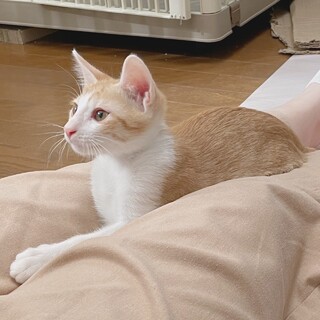 人馴れ抜群！とにかく可愛いウルフです