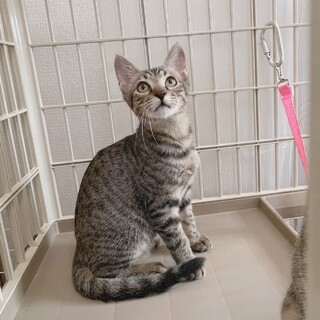 頑張ったがじゅまるにずっとのおうちを…