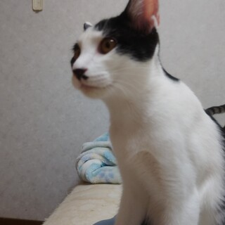 ハチワレ来賀君里親さん募集