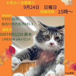 にゃんスペースとあ　ねこのお見合い会