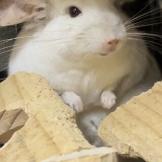 ホワイトカラーのチンチラ♀