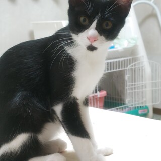 黒白ねこのセリちゃん里親さん募集