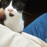 黒白ねこのセリちゃん里親さん募集 サムネイル5