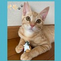 馴れ馴れイケメン茶トラくん(=^ェ^=)