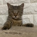 元気いっぱい！子猫3兄弟のキジトラ女の子♪