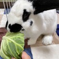 大きいうさちゃん若くて元気いっぱいです。