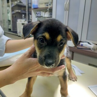 大地(だいち)♂　家族が出来ました！