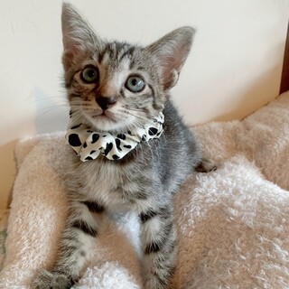 ゴロゴロいいながら遊んで光線マロンちゃん