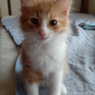 保護猫が産んだ4姉弟です