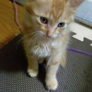 保護猫が産んだ4姉弟です