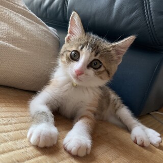 懐っこい三毛猫女のコ　ずっとのお家募集