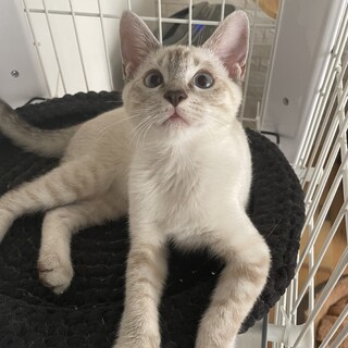 【11/12芝浦】ゆっくり待ってね甘えん坊になるよ