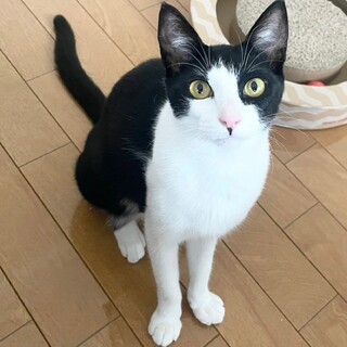 人馴れ抜群★りんちゃん