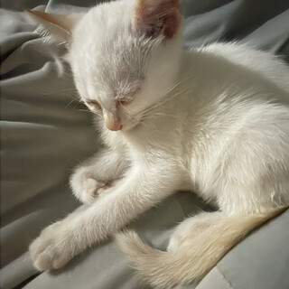 甘えん坊の子猫ニャンコ