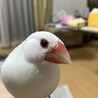 ぴなっしー