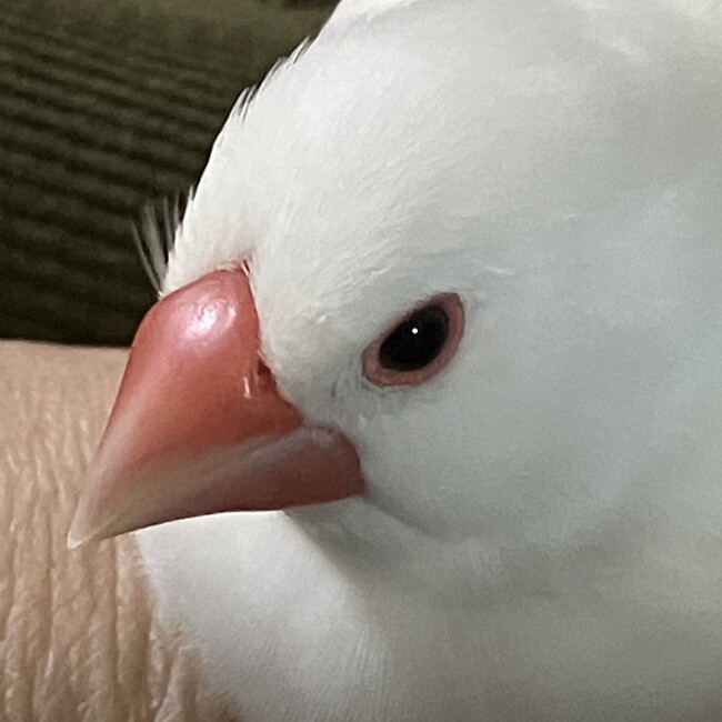 ぴなっしーのカバー写真
