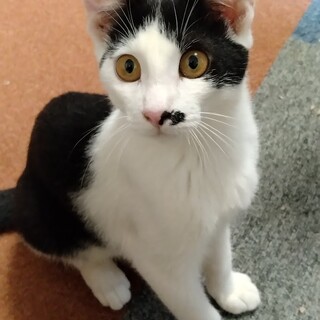 人懐っこく活発な子猫です