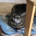 事故に遭った元地域猫の糸ちゃん