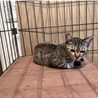 手術済み4ヶ月3きょうだいギジトラ黒メス サムネイル4