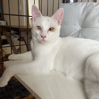 やんちゃ坊主の白ねこ、し」東京都 - 猫の里親募集(469714) 1