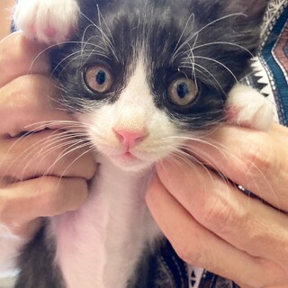 ちいかわ柄のハチワレ君イケメン2ヶ月