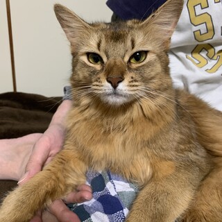 ソマリ　1歳　女の子