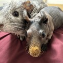 モルモット2匹お譲りいたします。