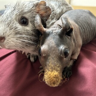 モルモット2匹お譲りいたします。