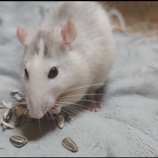 ハスキーラットさん