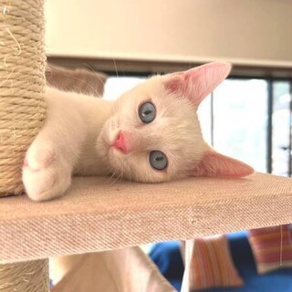 【9/17東日本橋】ブルーアイ♡アクアコネリーくん