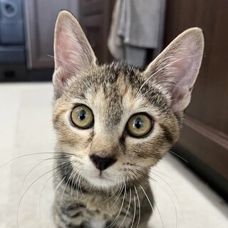 【9/17東日本橋】人好きな甘えん坊♡手毬ちゃん