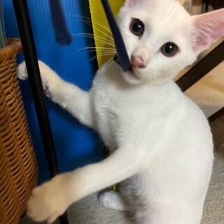 【9/17東日本橋】人好きな甘えん坊♡柊くん