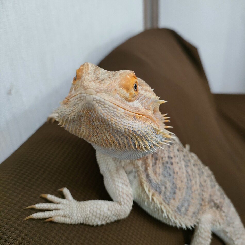 サンディーのカバー写真