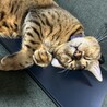 の写真