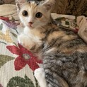 尾曲しっぽ♪三毛猫の女の子!!