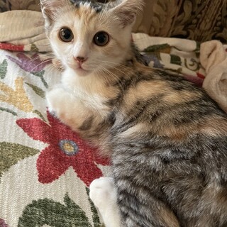 尾曲しっぽ♪三毛猫の女の子!!