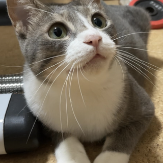 心優しい里親さん募集中！！