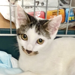 急募。口ひげ柄が本当に可愛い子♡