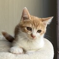 ワテら陽気な4兄弟。甘えん坊の茶シローくん。
